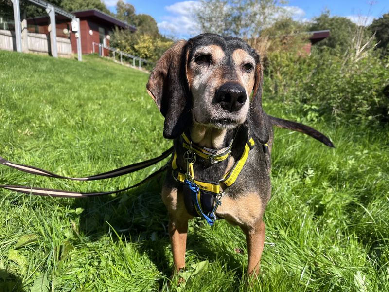 Jasmine | Beagle Cross | Snetterton (Norfolk) - 1