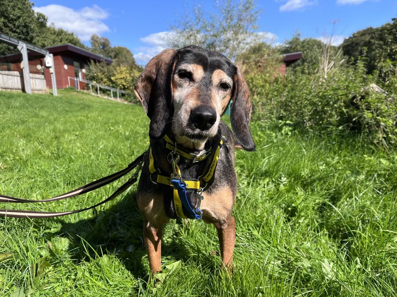 Beagle for adoption in Snetterton, Norfolk – 10 years old - Image 4 of 4