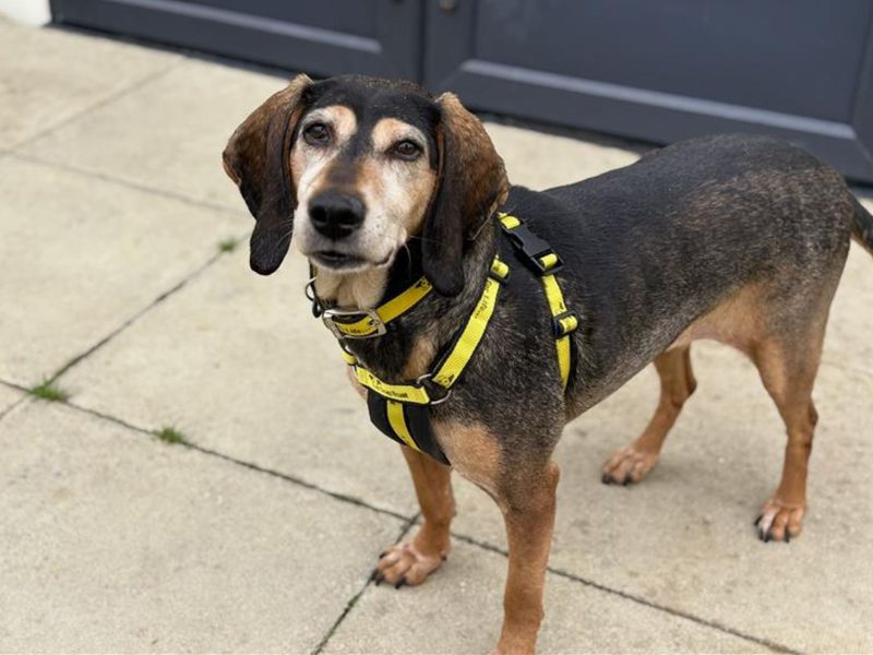 Beagle for adoption in Snetterton, Norfolk – 10 years old - Image 3 of 4
