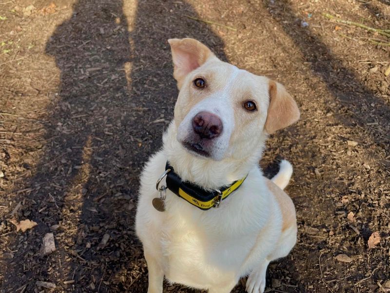 Elsa | Retriever (Labrador) Cross | West Calder (Edinburgh) - 1