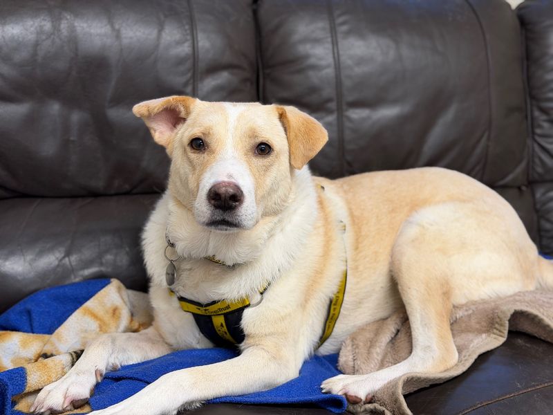 undefined | Retriever (Labrador) Cross | undefined - 4