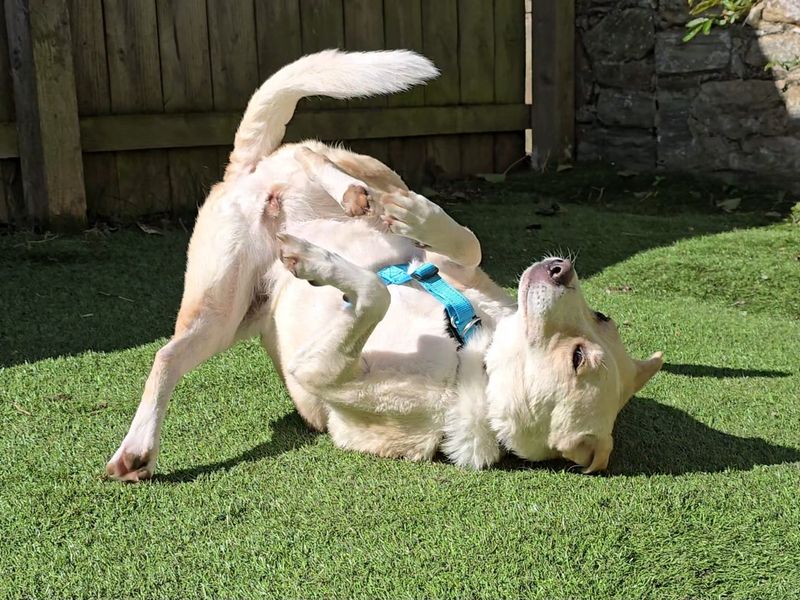 undefined | Retriever (Labrador) Cross | undefined - 8