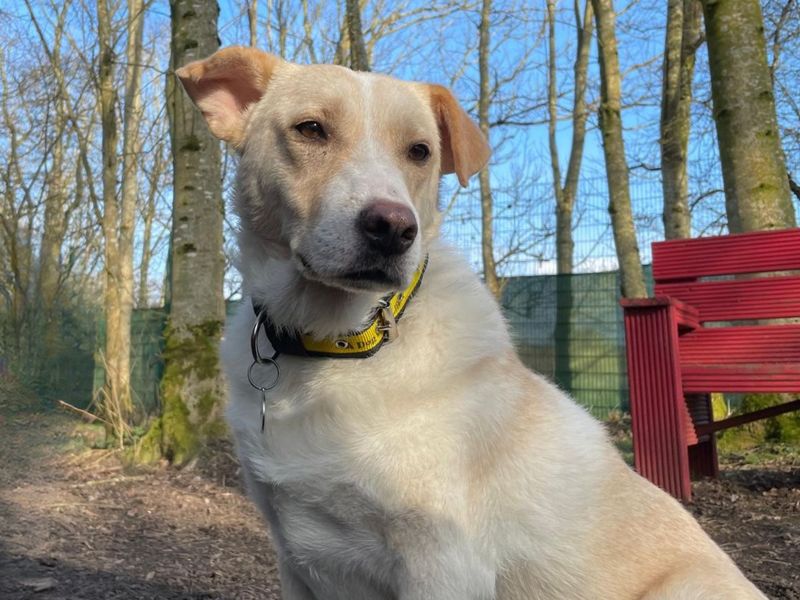 Elsa | Retriever (Labrador) Cross | West Calder (Edinburgh) - 1