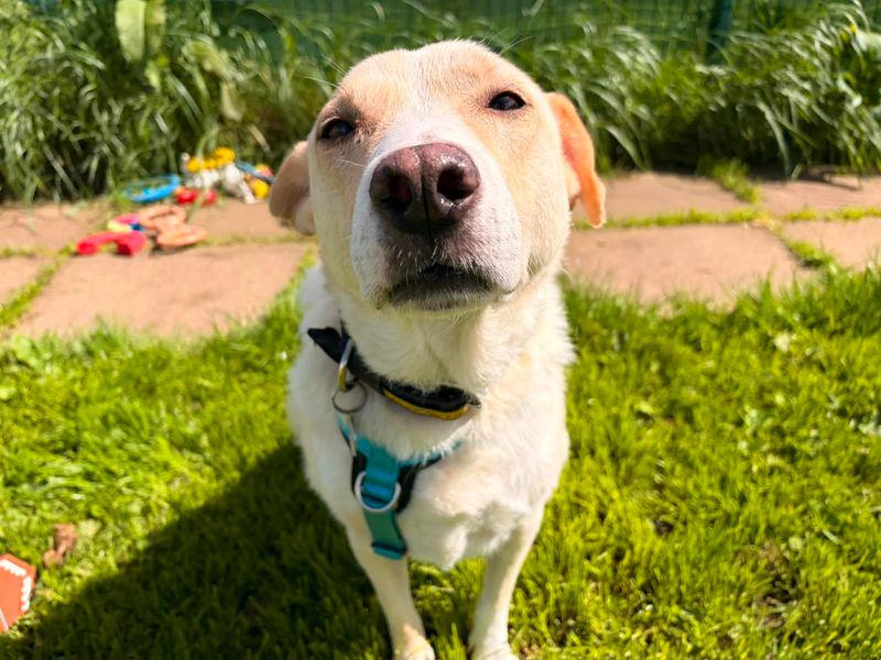 Elsa | Retriever (Labrador) Cross | West Calder (Edinburgh) - 1
