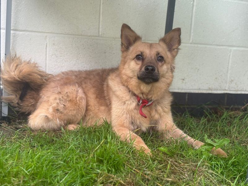 Pomeranian for adoption in Mid Glamorgan, Wales – 9 years old - Image 3 of 3