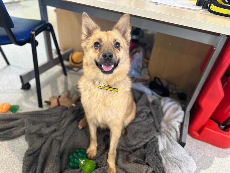Pomeranian for adoption in Mid Glamorgan, Wales – 9 years old