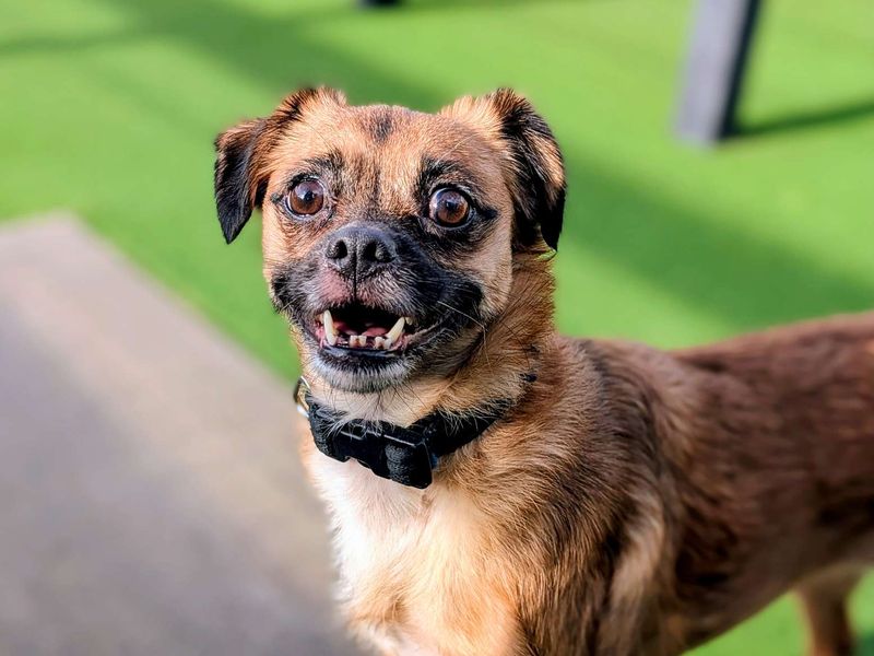 Pug for adoption in Cardiff, Glamorgan – 4 years old - Image 5 of 5
