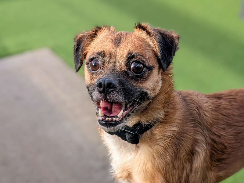 Pug for adoption in Cardiff, Glamorgan – 4 years old - Image 4 of 5