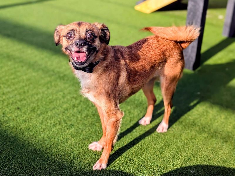 Jack Russell Terrier for adoption in Cardiff, Glamorgan – 4 years old