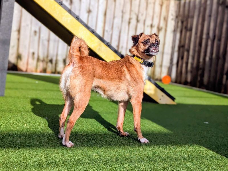 Pug for adoption in Cardiff, Glamorgan – 4 years old - Image 2 of 5