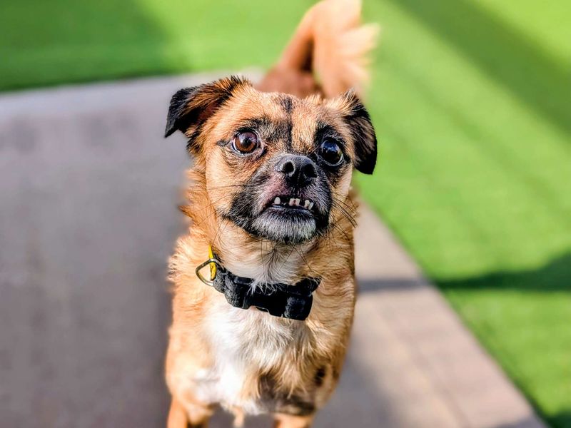 Pug for adoption in Cardiff, Glamorgan – 4 years old - Image 3 of 5