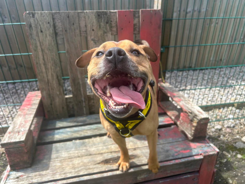 undefined | Terrier (Staffordshire Bull) | undefined - 1