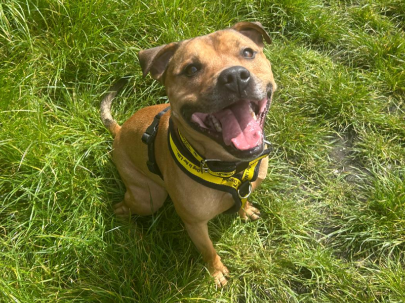undefined | Terrier (Staffordshire Bull) | undefined - 2