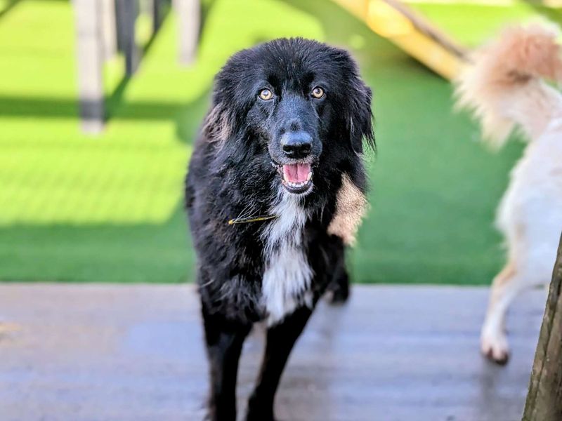 Border Collie for adoption in Cardiff, Glamorgan – 3 years old
