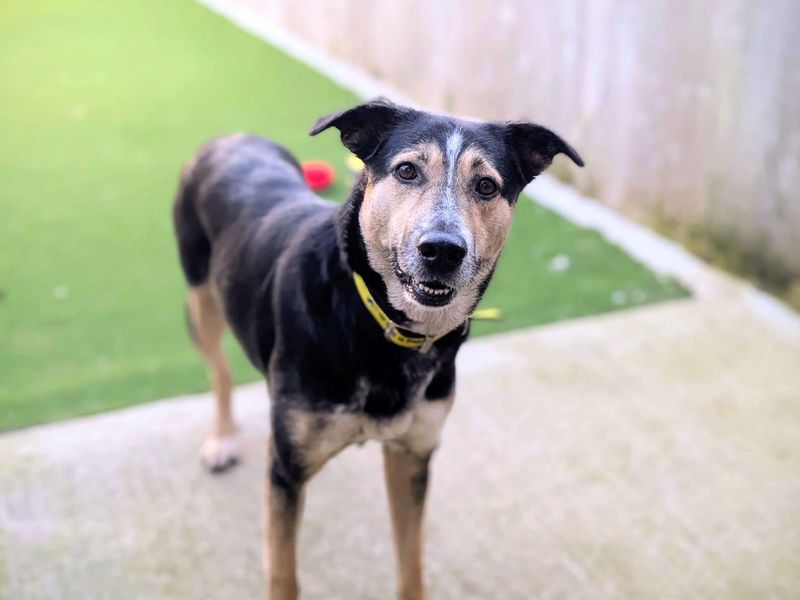 German Shepherd for adoption in Cardiff, Glamorgan – 4 years old