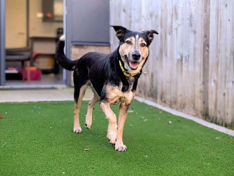 German Shepherd for adoption in Cardiff, Glamorgan – 4 years old - Image 3 of 4