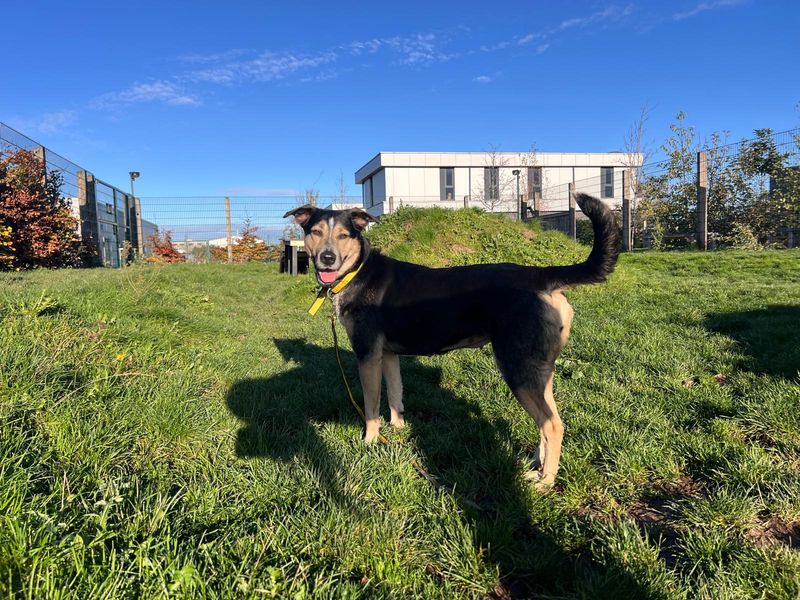 Saffy | German Shepherd Dog Cross | Cardiff - 1