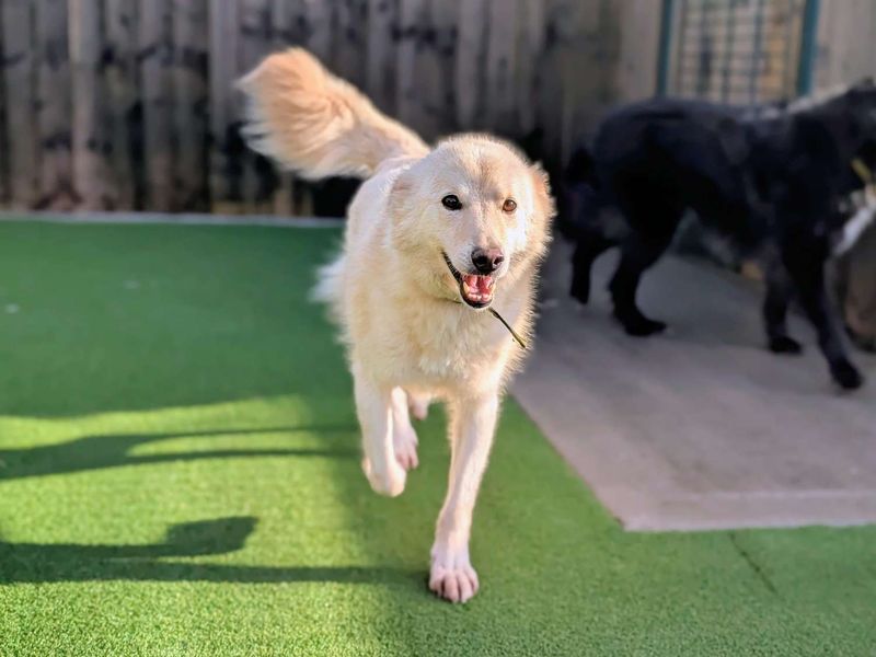 Border Collie for adoption in Cardiff, Glamorgan – 9 years old - Image 2 of 3