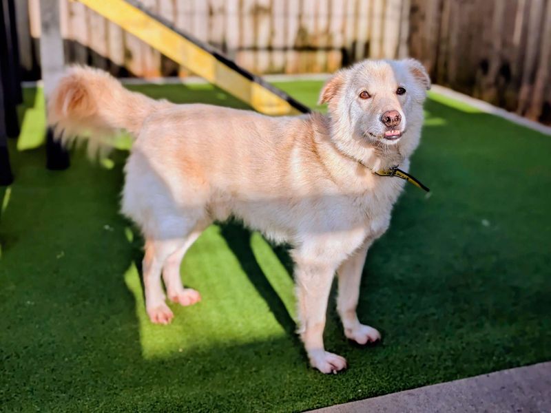 Sonny | Retriever (Labrador) Cross | Cardiff - 1