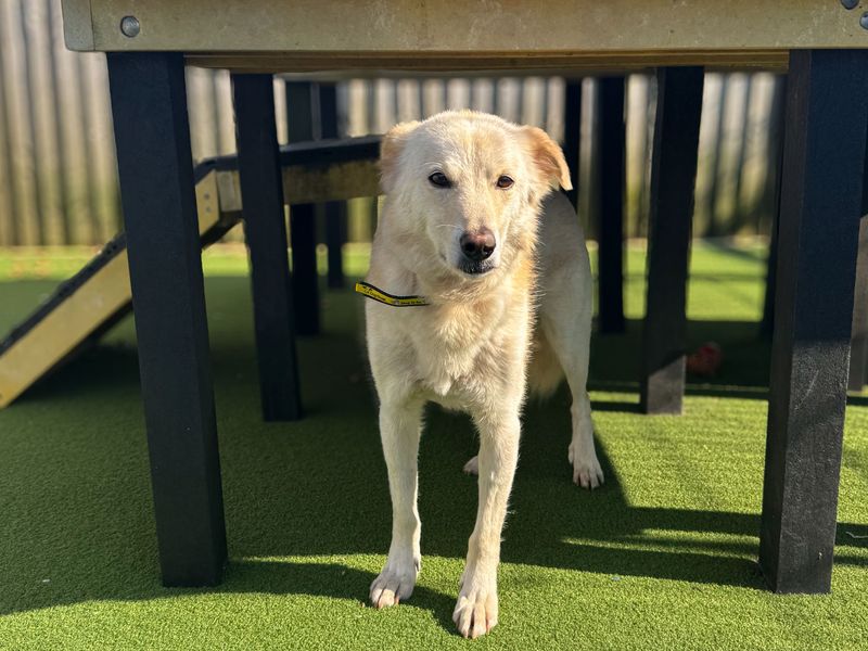 Sonny, a 8 years old male Labrador available for adoption from Dogs Trust in Splott, Wales