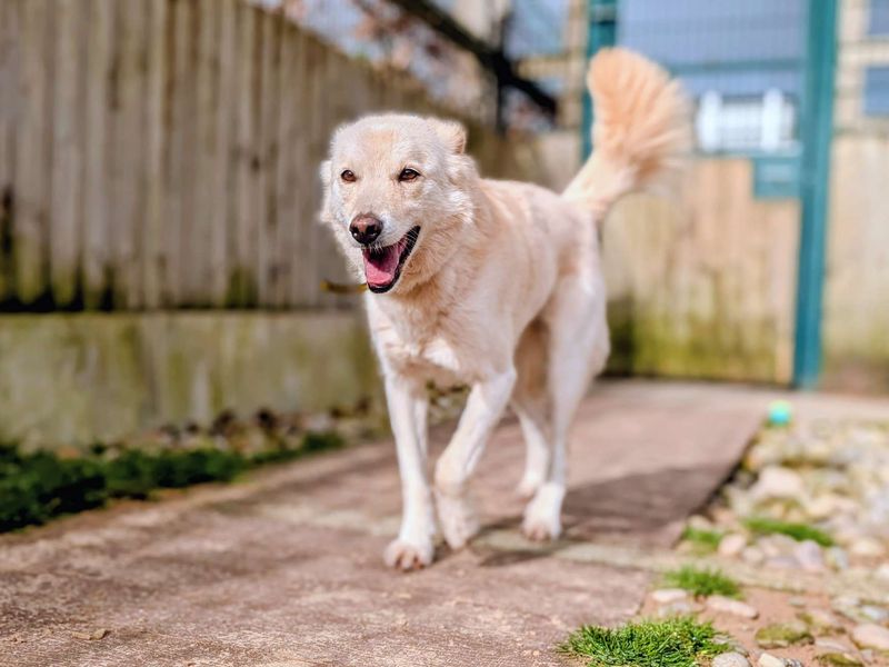 Sonny | Retriever (Labrador) Cross | Cardiff - 1