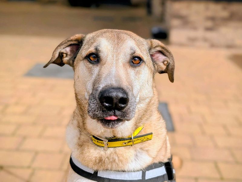 German Shepherd for adoption in Cardiff, Glamorgan – 2 years old - Image 2 of 3