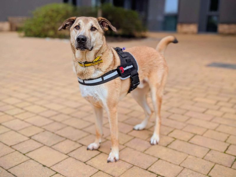 German Shepherd for adoption in Cardiff, Glamorgan – 2 years old - Image 3 of 3