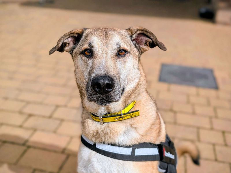 German Shepherd for adoption in Cardiff, Glamorgan – 2 years old