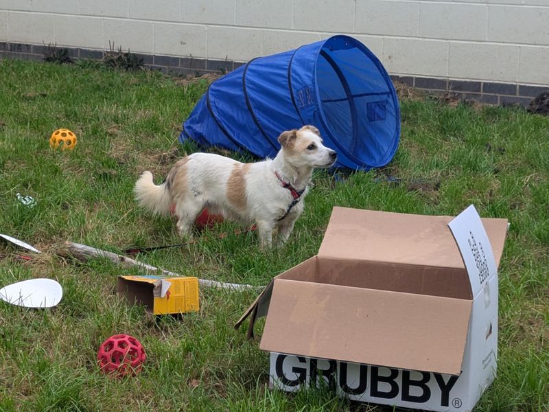 Jack Russell Terrier for adoption in Cardiff, Glamorgan – 2 years old