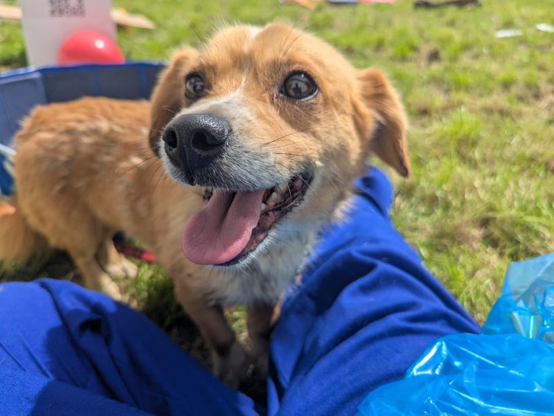Jack Russell Terrier for adoption in Cardiff, Glamorgan – 2 years old