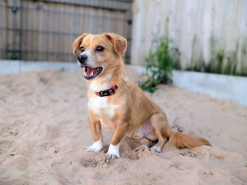 Eddie | Terrier (Jack Russell) Cross | Cardiff - 1