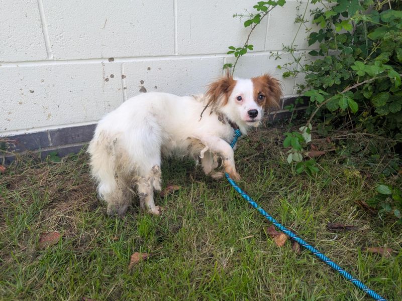 Chihuahua for adoption in Cardiff, Glamorgan – 2 years old