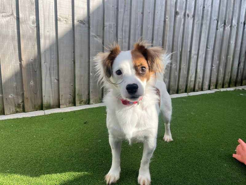 Tyler | Chihuahua (Long Coat) Cross | Cardiff - 1