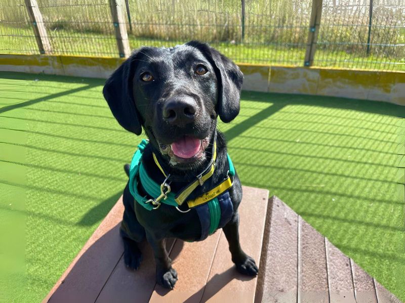 Cocker Spaniel for adoption in Newton Tony, Wiltshire – 1 year old