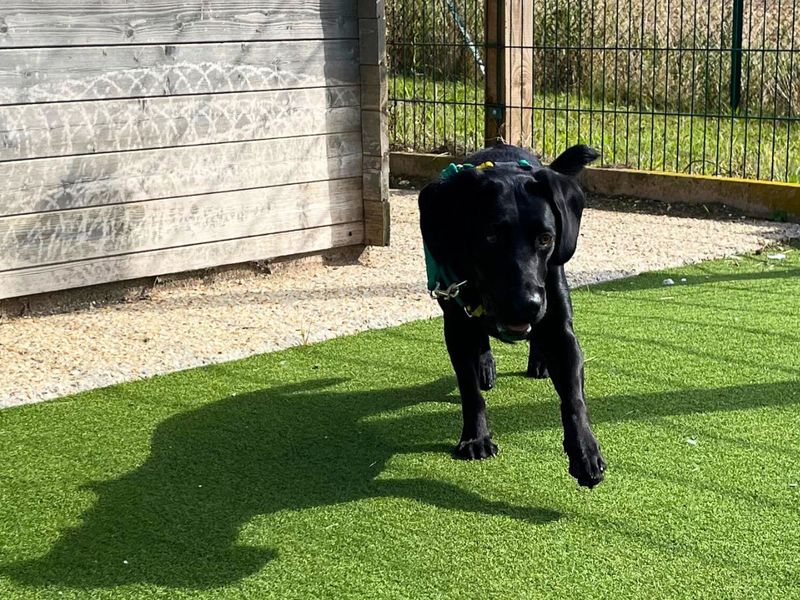 Cocker Spaniel for adoption in Newton Tony, Wiltshire – 1 year old - Image 4 of 4