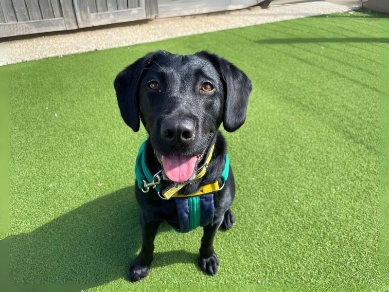 Cocker Spaniel for adoption in Newton Tony, Wiltshire – 1 year old - Image 2 of 4