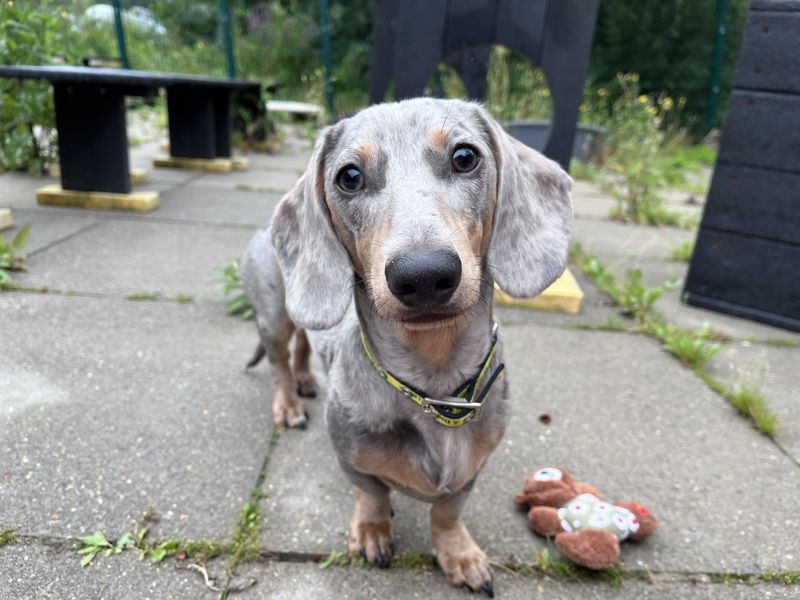 Dachshund for adoption in Ilfracombe, North Devon – 7 months old