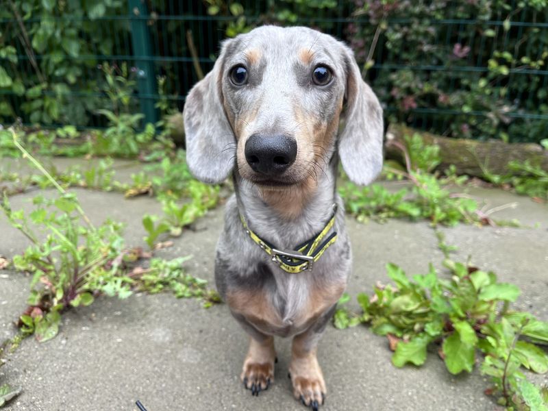 Dachshund for adoption in Ilfracombe, North Devon – 7 months old - Image 3 of 3