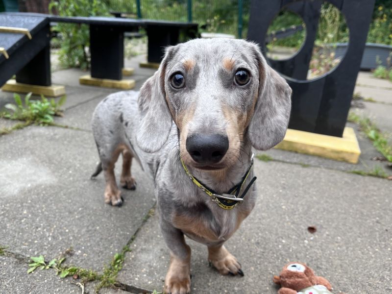 Dachshund for adoption in Ilfracombe, North Devon – 7 months old - Image 2 of 3