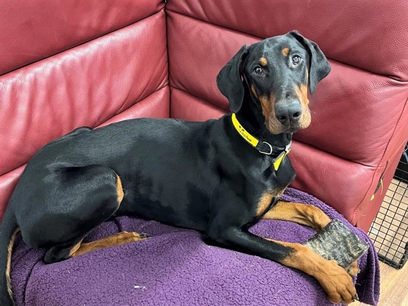 Doberman for adoption in Ballymena, County Antrim – 10 months old - Image 2 of 8