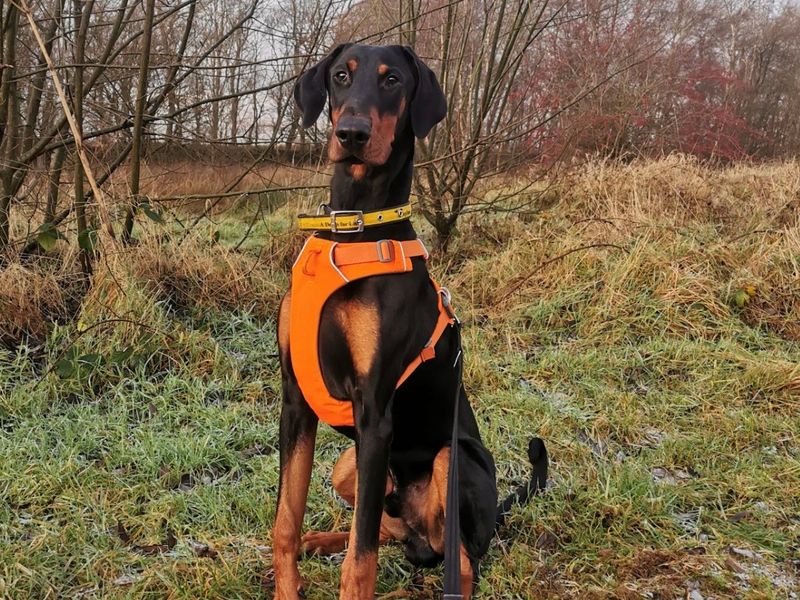 Doberman for adoption in Ballymena, County Antrim – 10 months old - Image 7 of 8