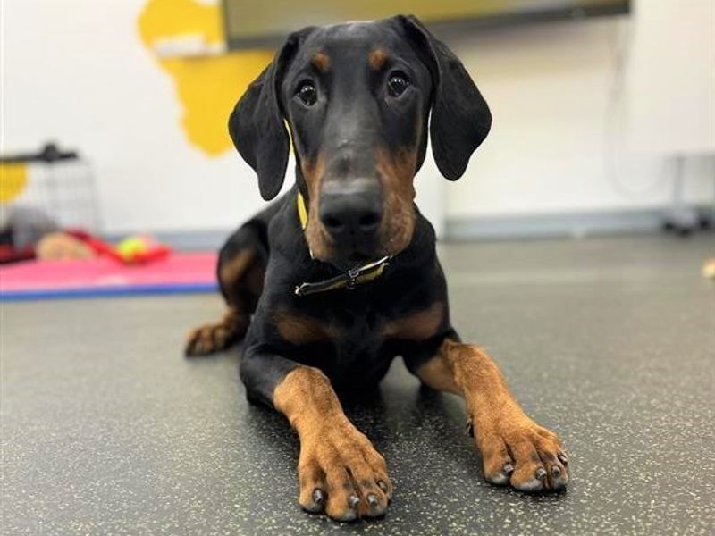 Doberman for adoption in Ballymena, County Antrim – 10 months old - Image 5 of 8