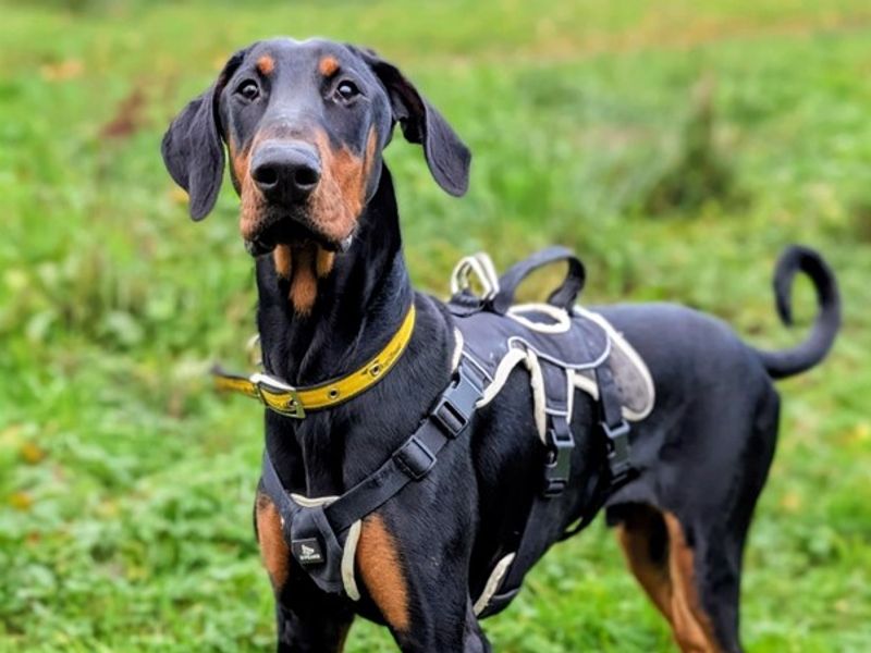 Doberman for adoption in Ballymena, County Antrim – 10 months old - Image 6 of 8