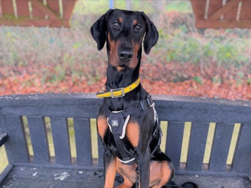 Doberman for adoption in Ballymena, County Antrim – 10 months old - Image 8 of 8