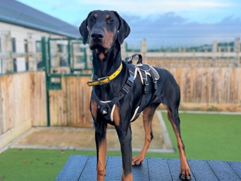 Doberman for adoption in Ballymena, County Antrim – 10 months old - Image 4 of 8