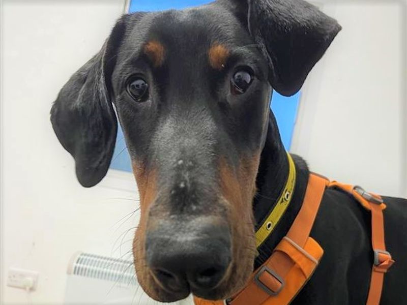 Doberman for adoption in Ballymena, County Antrim – 10 months old - Image 3 of 8