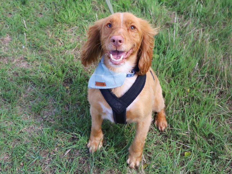 Cocker Spaniel for adoption in Leeds, Yorkshire – 5 years old
