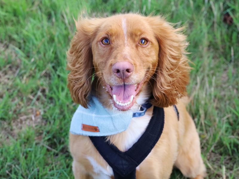 Toby | Spaniel (Cocker) Cross | Leeds - 1