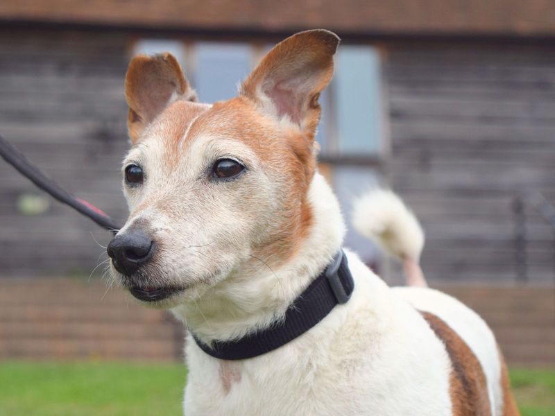 Jack Russell for adoption in Uxbridge, London – 12 years old - Image 3 of 3