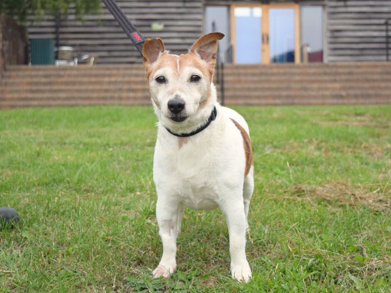 Jack Russell for adoption in Uxbridge, London – 12 years old
